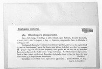 Rhabdospora pleosporoides image